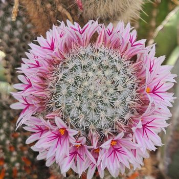 Preview: Mammillaria albicans var. selvinii